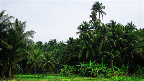 沈阳市百鸟公园是几a景区（沈阳市百鸟公园是几a景区啊）