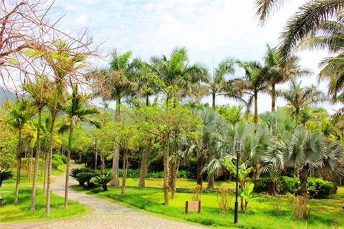 扁豆炒蒜苗可以吃吗（扁豆和大蒜米可以吃吗）